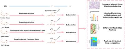 Rosa roxburghii fermented juice mitigates LPS-induced acute lung injury by modulation of intestinal flora and metabolites